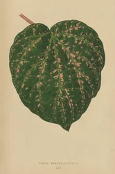 Cissus Porphyrophyllus